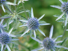 Eryngium planumVlakbladige kruisdistel bestellen